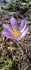 Crocus serotinus