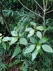 Dendrocnide meyeniana