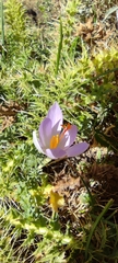 Crocus serotinus