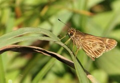 Vehilius stictomenes