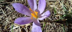 Crocus serotinus