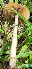 Psilocybe cubensis