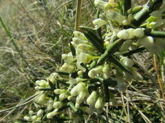 Colletia hystrix