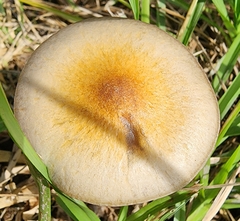 Psilocybe cubensis