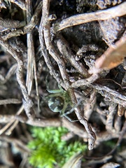 Mangora