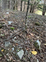 Betula alleghaniensis