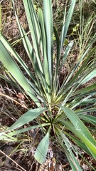 Yucca louisianensis