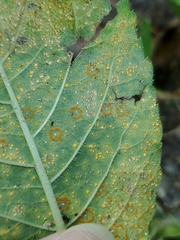 Coleosporium elephantopodis