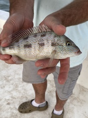 Orthopristis chrysoptera