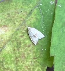 Coelostathma discopunctana