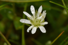 Stellaria humifusa