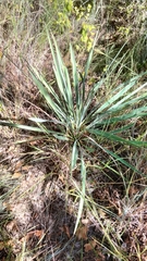 Yucca louisianensis