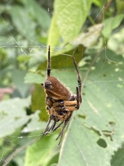 Eriophora fuliginea