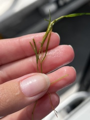 Potamogeton foliosus