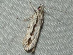 Eulechria xeropterella