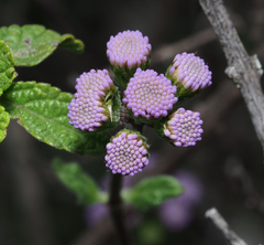 Ageratum tehuacanum