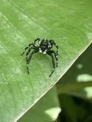 Phiale guttata
