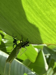 Phiale guttata