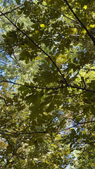 Carya tomentosa