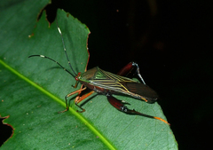 Nematopus