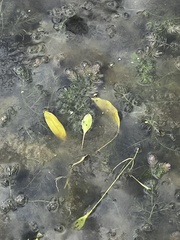 Potamogeton nodosus