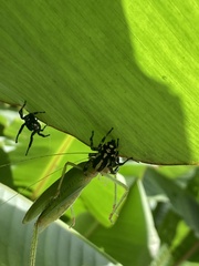 Phiale guttata