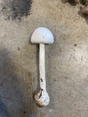 Amanita bisporigera
