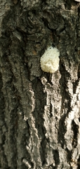 Didymium mucilago