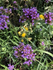 Verbena bonariensis