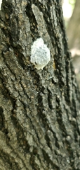 Didymium mucilago