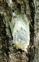 Didymium mucilago