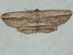 Euphronarcha luxaria