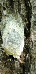 Didymium mucilago
