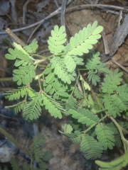 Desmanthus acuminatus