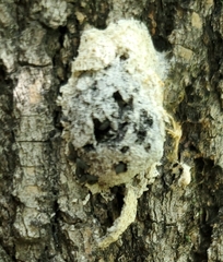 Didymium mucilago