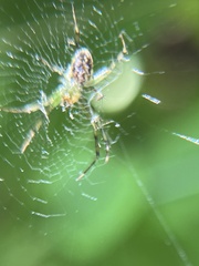 Mangora