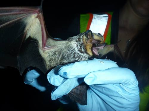 Northern Hoary Bat photographed in Tennessee