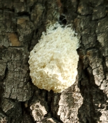 Didymium mucilago