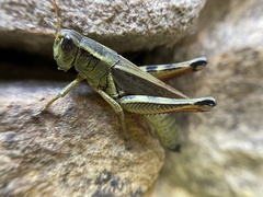 Melanoplus bivittatus