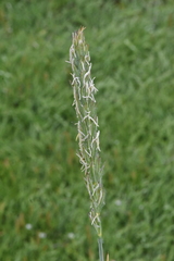 Leymus mollis
