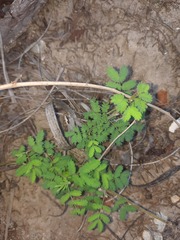Desmanthus acuminatus