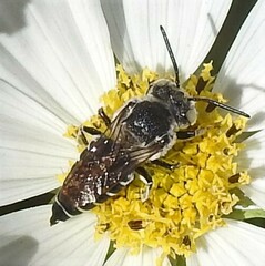 Coelioxys rufitarsis