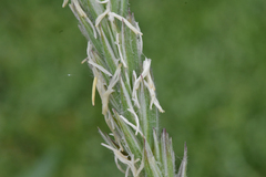 Leymus mollis