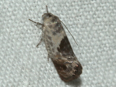 Eupselia carpocapsella
