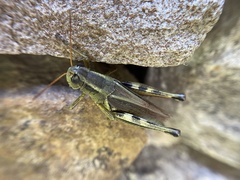 Melanoplus bivittatus