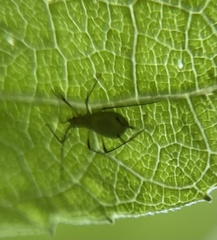 Macrosiphum euphorbiae