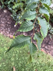Zelkova serrata