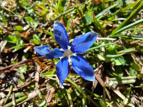 Gentiana sierrae
