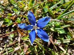 Gentiana sierrae