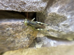 Melanoplus bivittatus